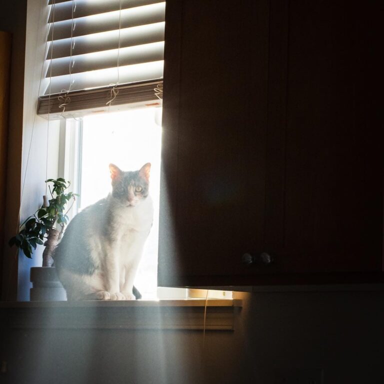 Just follow the cat to find the best light.
