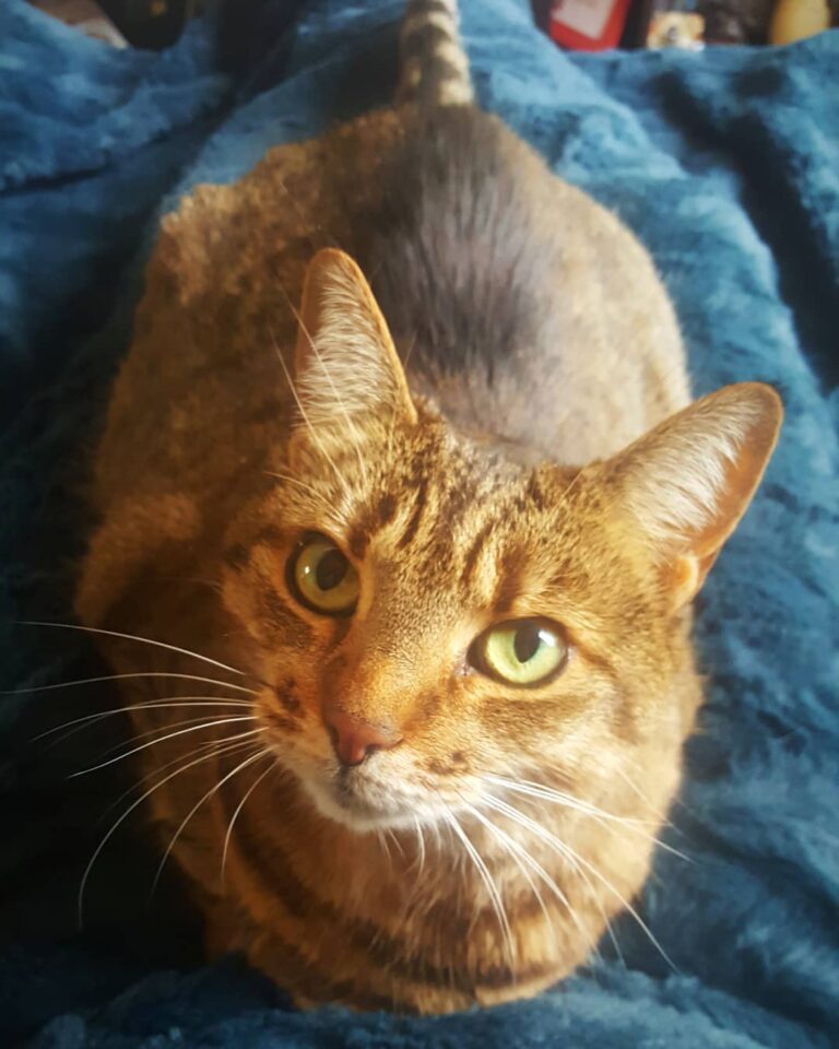 Kitty morning love .