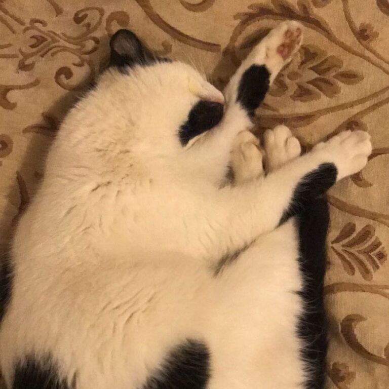 LC (Little Cat) is clearly exhausted after her day of exploring and