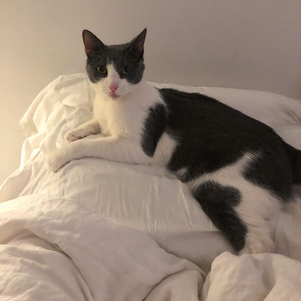 Laying low on this rainy Caturday . . .