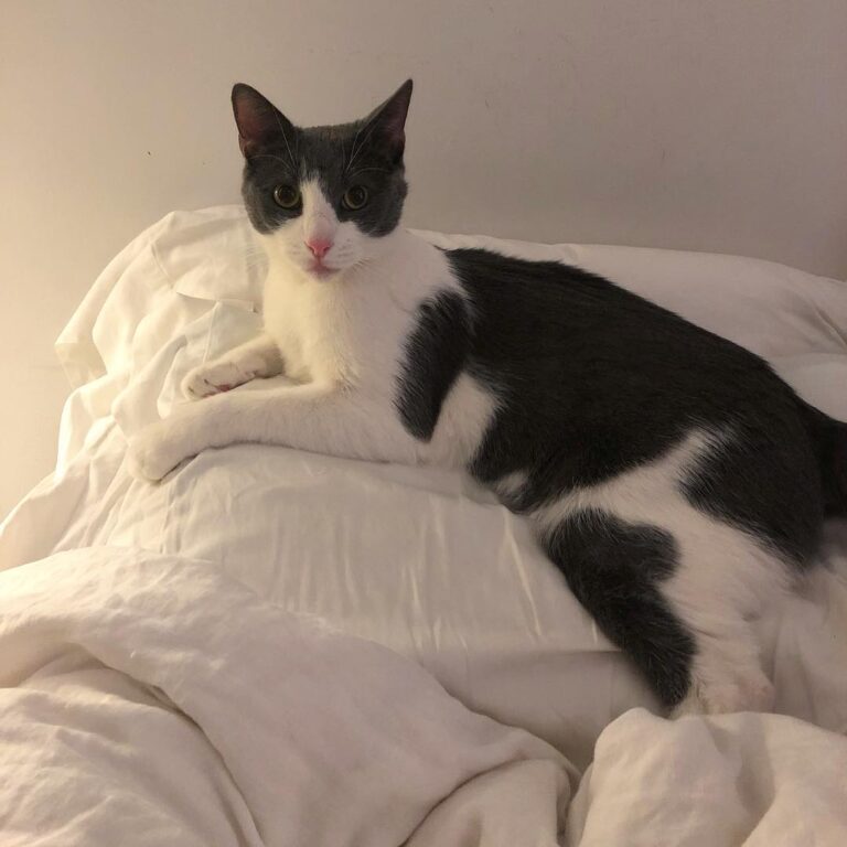 Laying low on this rainy Caturday . . .