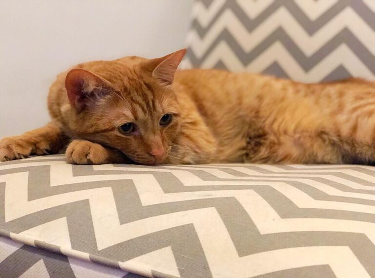 Lazy Caturday . . ⠀⠀