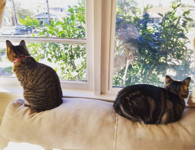 Looking out this window is like watching TV for them