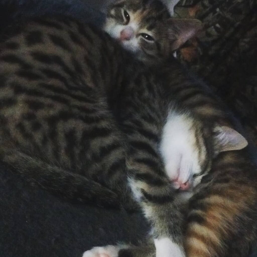 Luna and Myrtle they have that sisterly bond