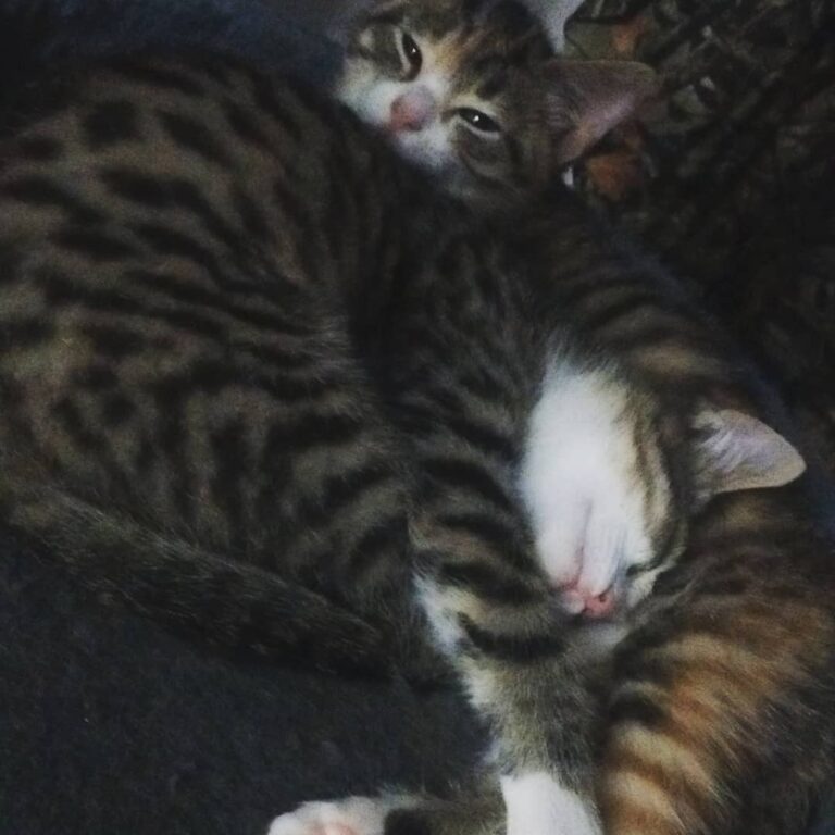 Luna and Myrtle they have that sisterly bond