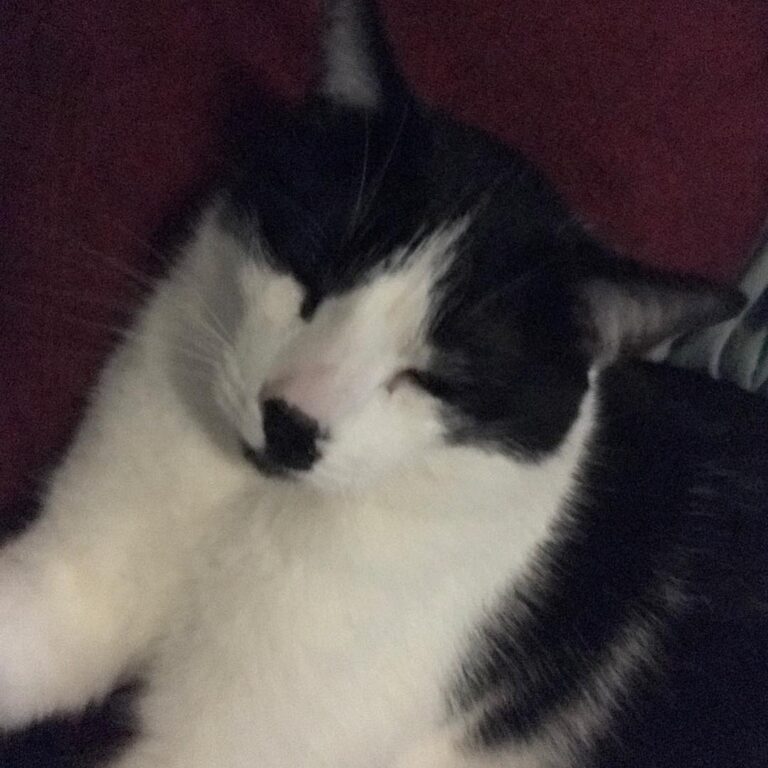 Mama’s laying on a warm pad so I’m gonna snuggles even closer. Don’t