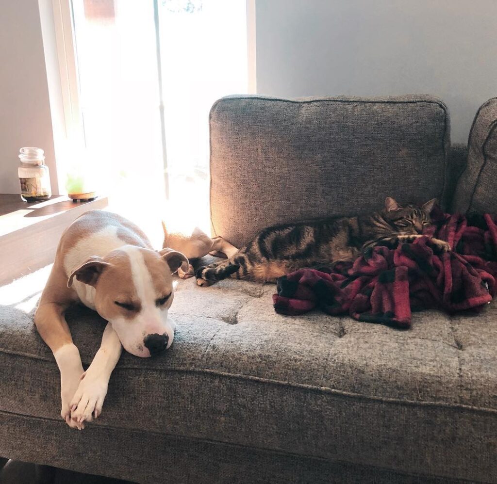 Meeko & Tucker taking a snooze . . . . . . . . . .