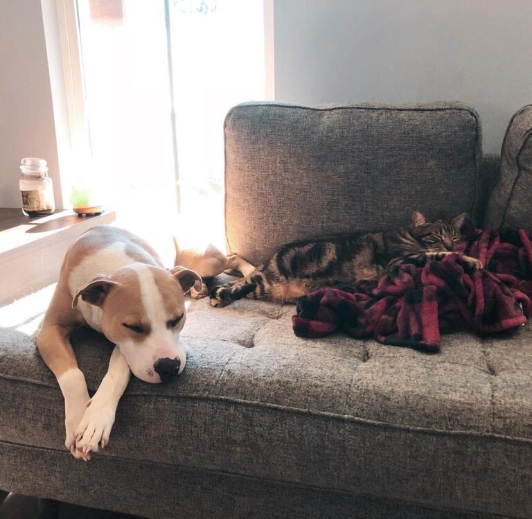 Meeko & Tucker taking a snooze . . . . . . . . . .