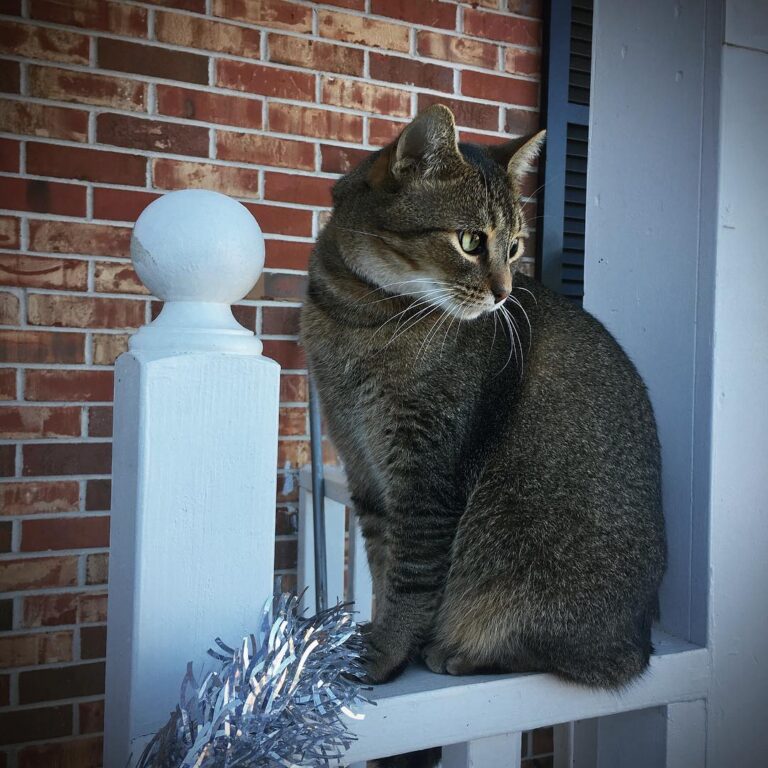 Meow.