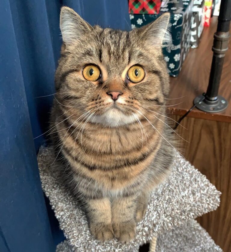 Merlin!