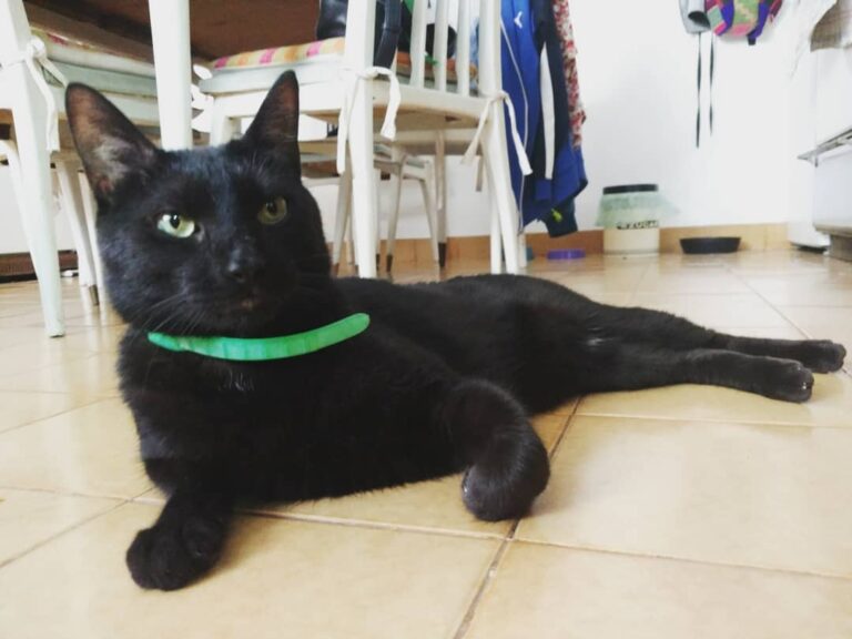 Mi negro Bello les desea buen finde!!!!! A descansar
