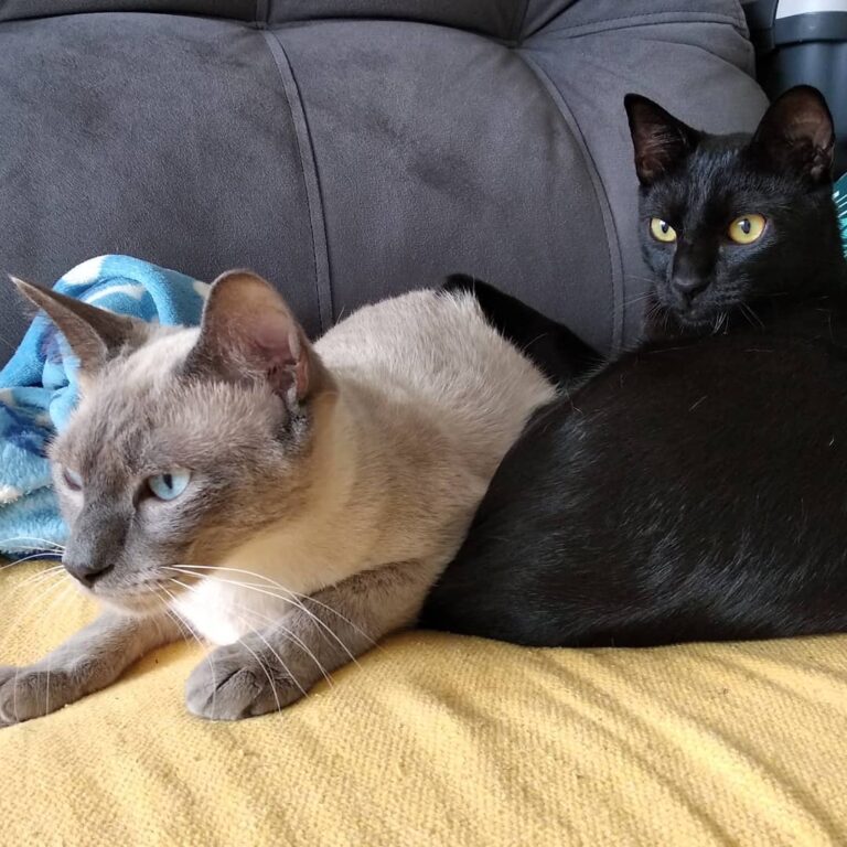 – Mikkel, vc tá vendo aquele muquito? – Tô, Lito! Vai lá que eu fico