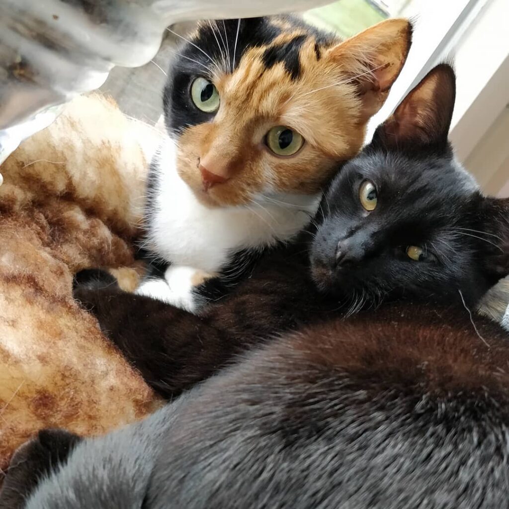 Mitty&Momo momo be looking angry