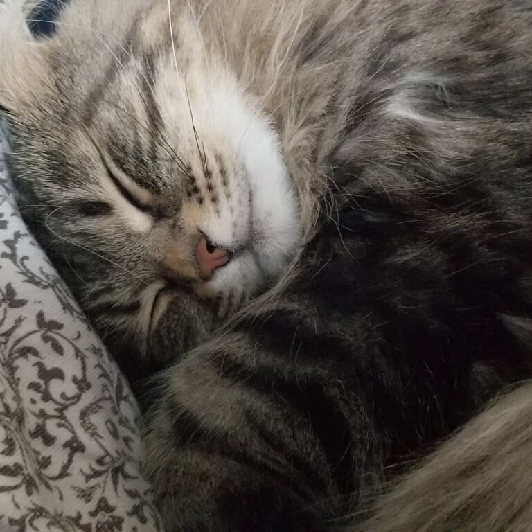 Mom is comfy sometimes – – –