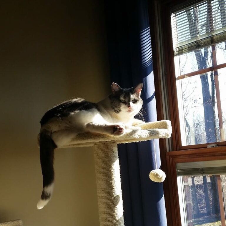 My parent’s new cat Skye is adjusting quite well to her new digs! She