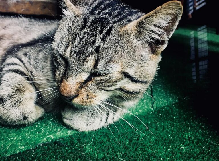 My sleepy cousin, Rex! Meow 7 – – – – – – – – – – –