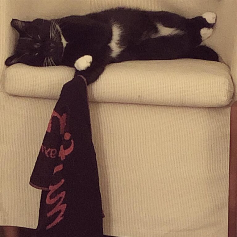 MyFitness towel is the best wanna try? cat