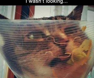FunnyCatSite