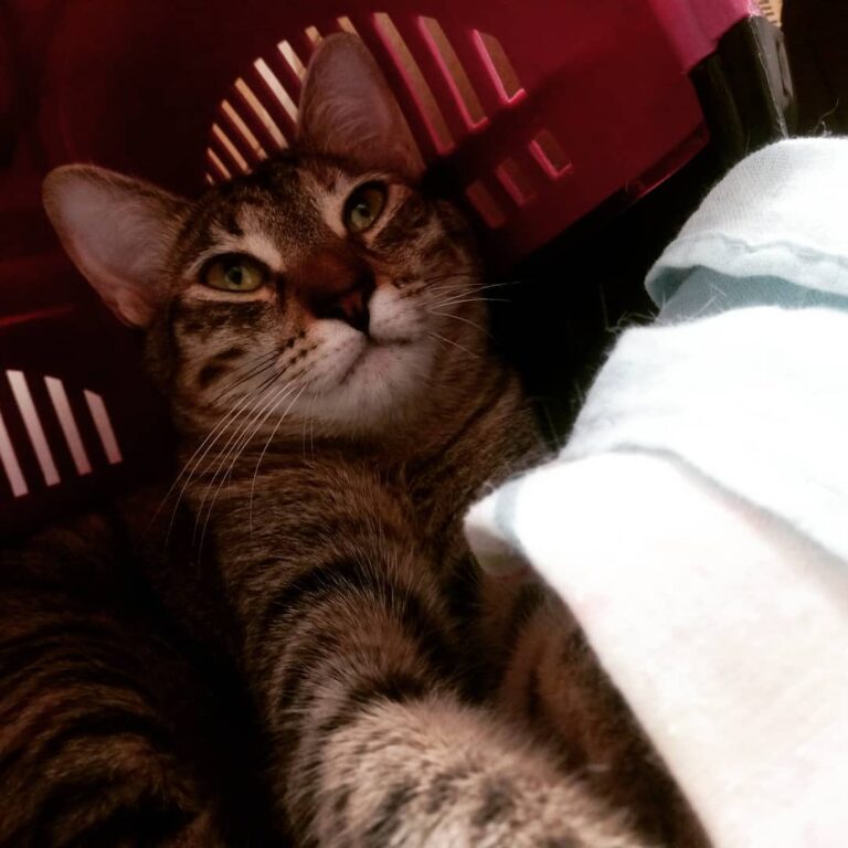 Nala, sem defeitos