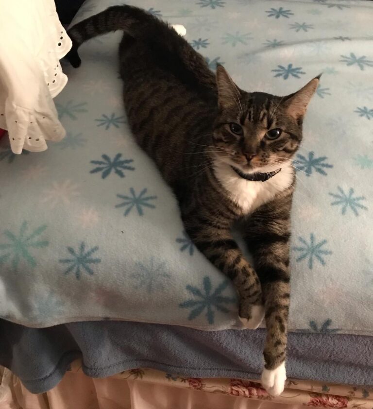 New Year’s Resolution : I have claimed my new lounging spot. Not
