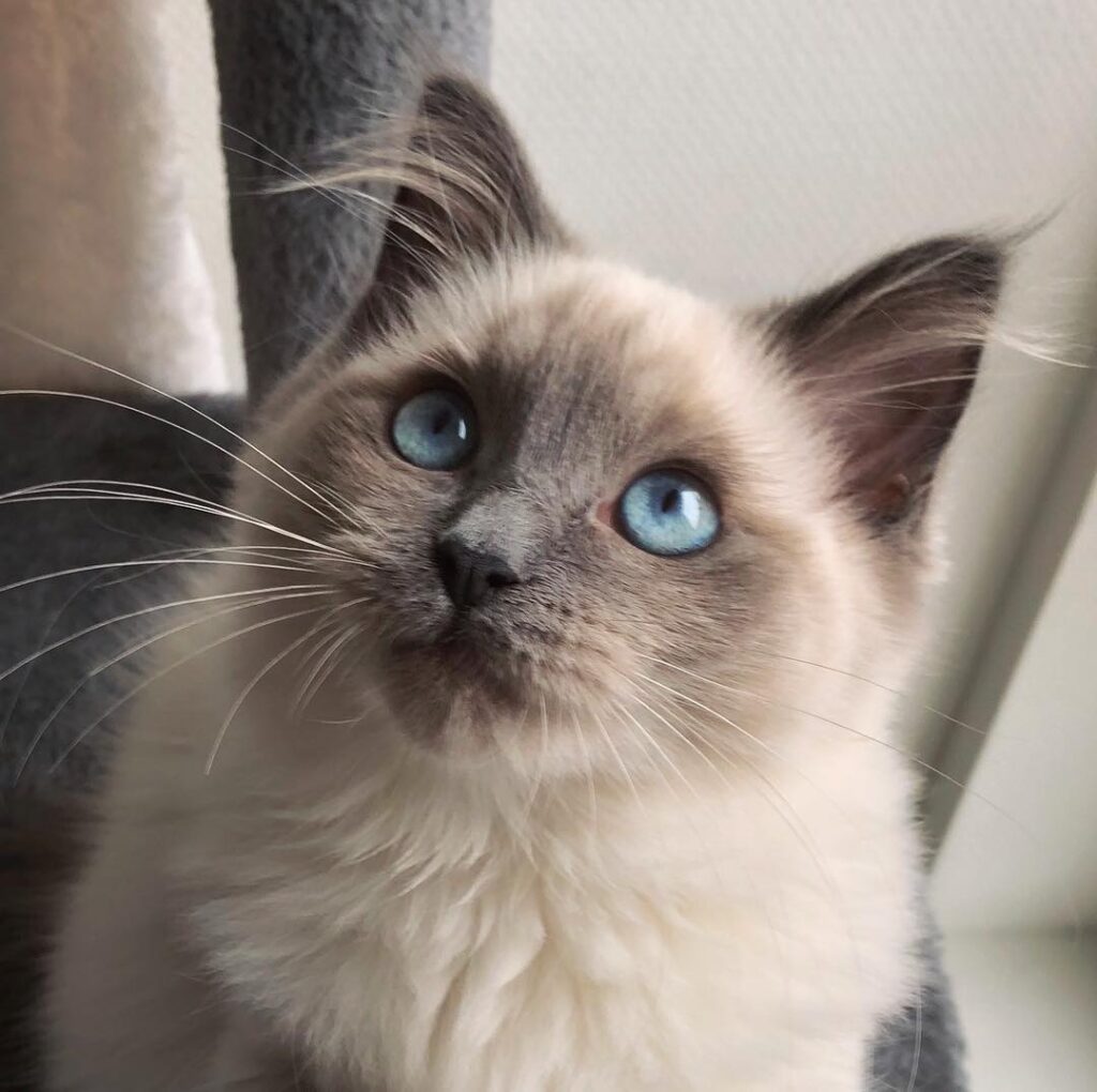 Cute Cat Moment
