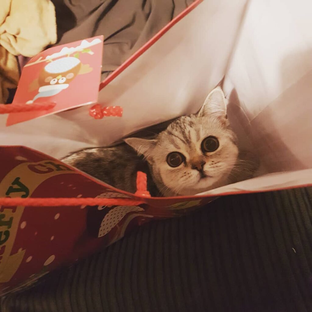 Ochioasaa