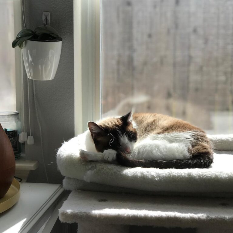 Old lady cat enjoying some sunshine