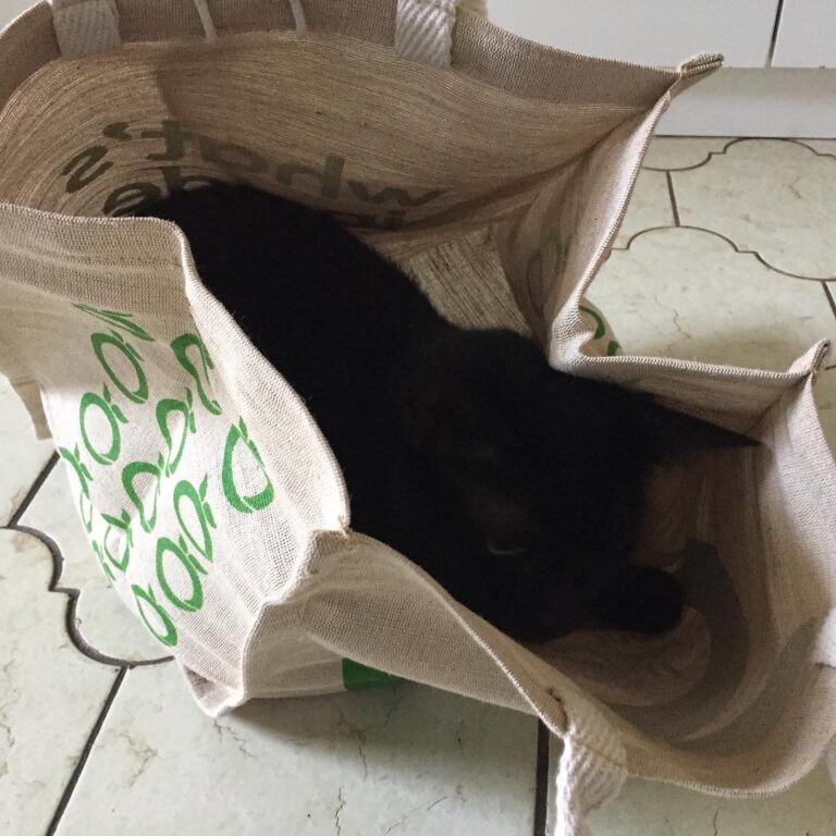 Ooh an empty bag… I have to get in