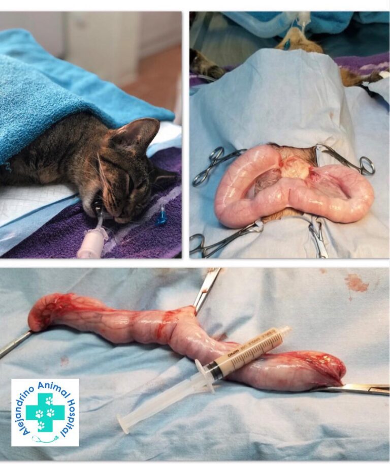 PIOMETRA La piometra es una condición que afecta a mascotas hembras