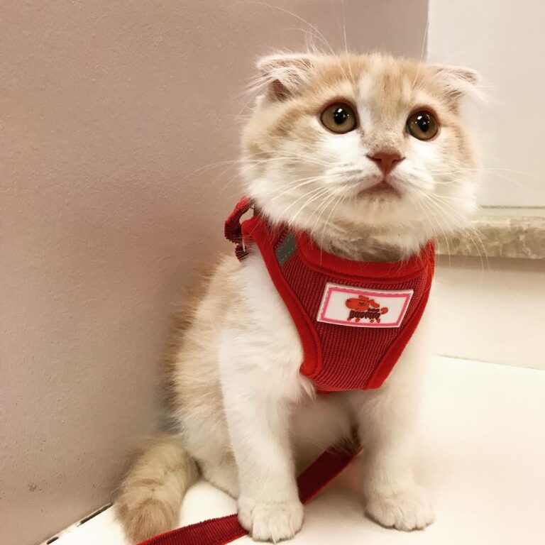 Patiently waiting for my vet appointment. Is it my turn yet?
