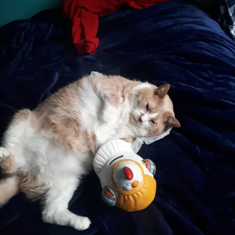 Perry perry chicken Follow for more perry content