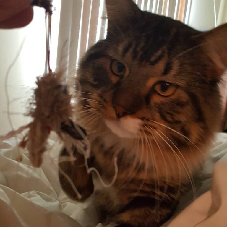 Poor Christmas Mousie. Henry sure loves these toys!