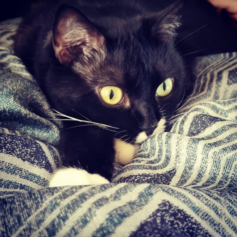 Pounce! . . . .