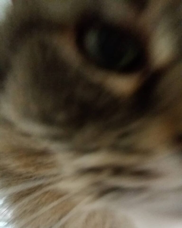 Precious says “Happy Caturday” in close up.