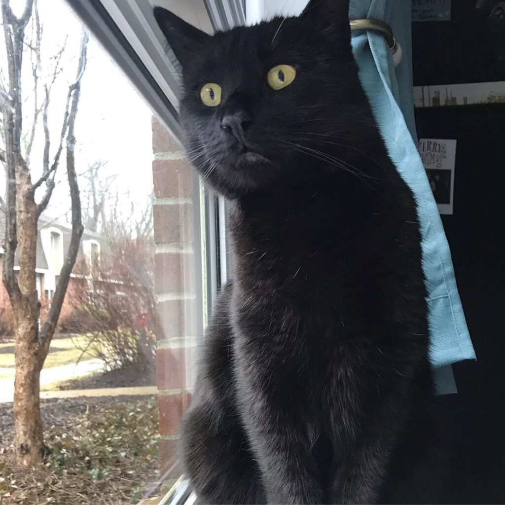 Protecting mom and cat dad from squirrels. happy CATURDAY ! • – – – –