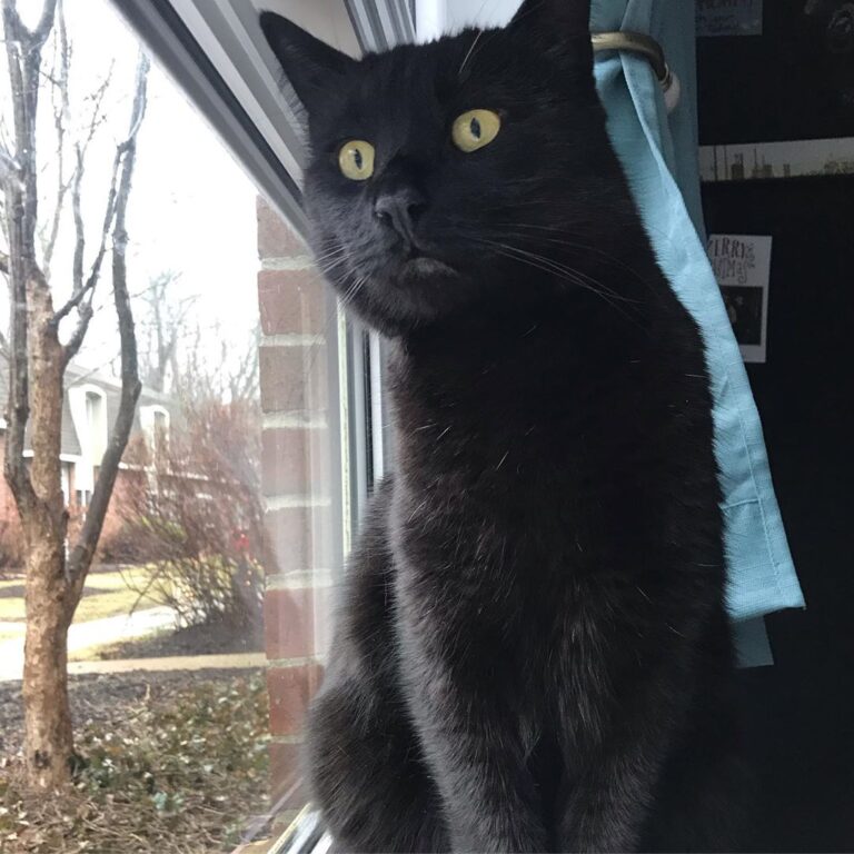 Protecting mom and cat dad from squirrels. happy CATURDAY ! • – – – –