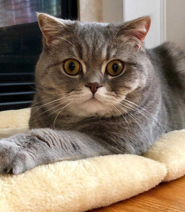 Purrrrrrfectly posed.