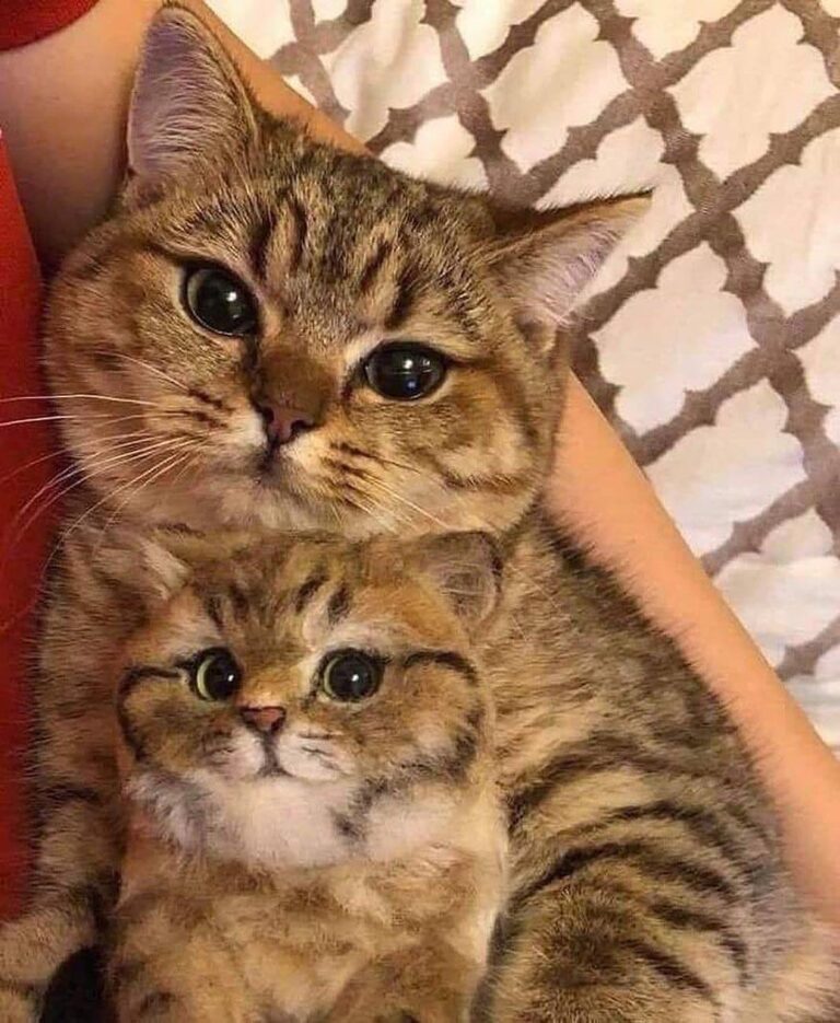Quando o bebê é a cara da mamãe . . Gatices & Etc. . Follow . Repost