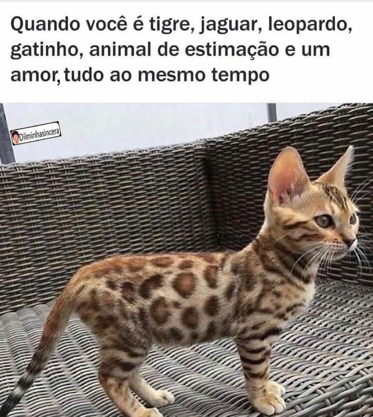 Que lindeza!!! . . Gatices & Etc. . Follow . Repost from unknown .