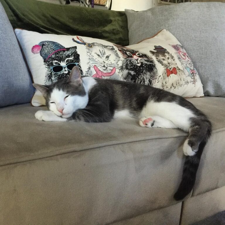 Quick catnap between destroying household goods and terrorizing the