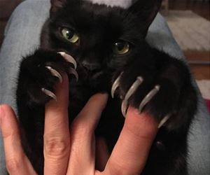 FunnyCatSite
