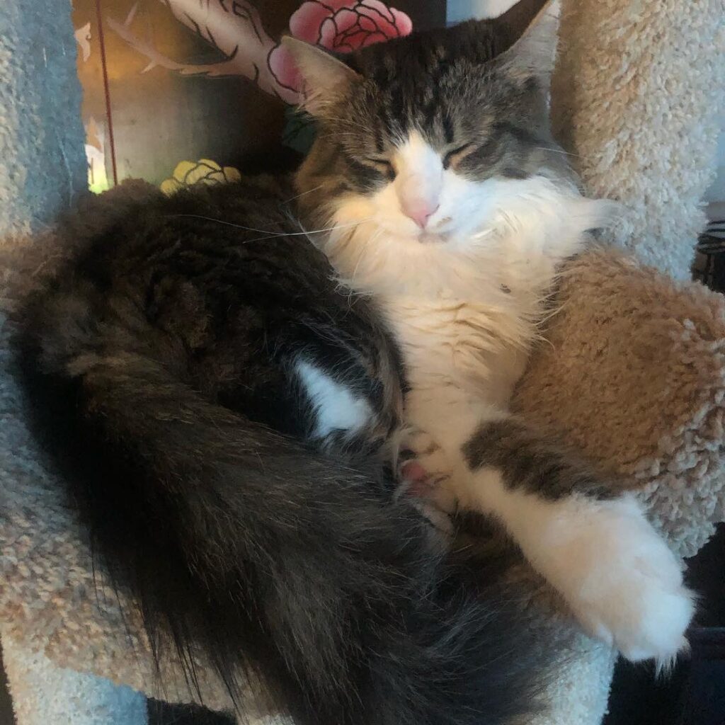 Relaxing Caturday