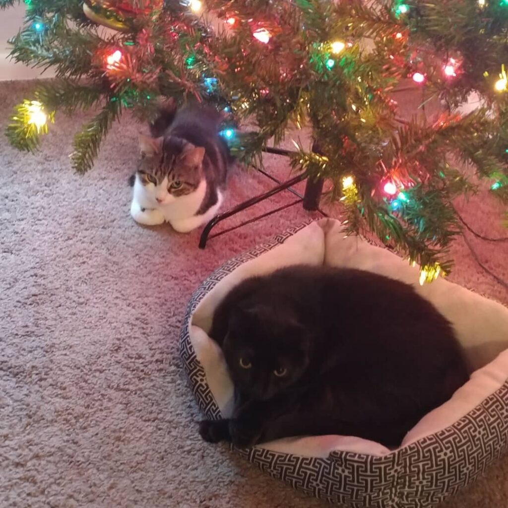 Santa only gave the cats one bed thinking they’d cuddle up and