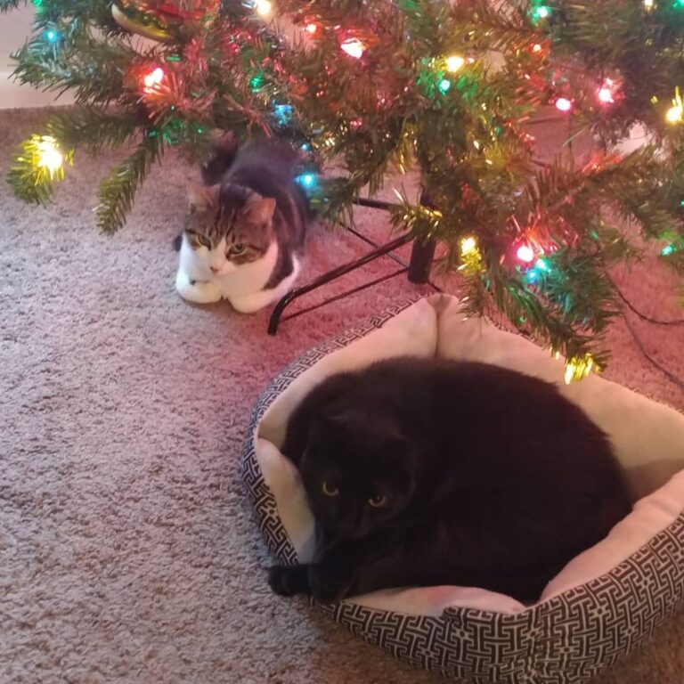 Santa only gave the cats one bed thinking they’d cuddle up and