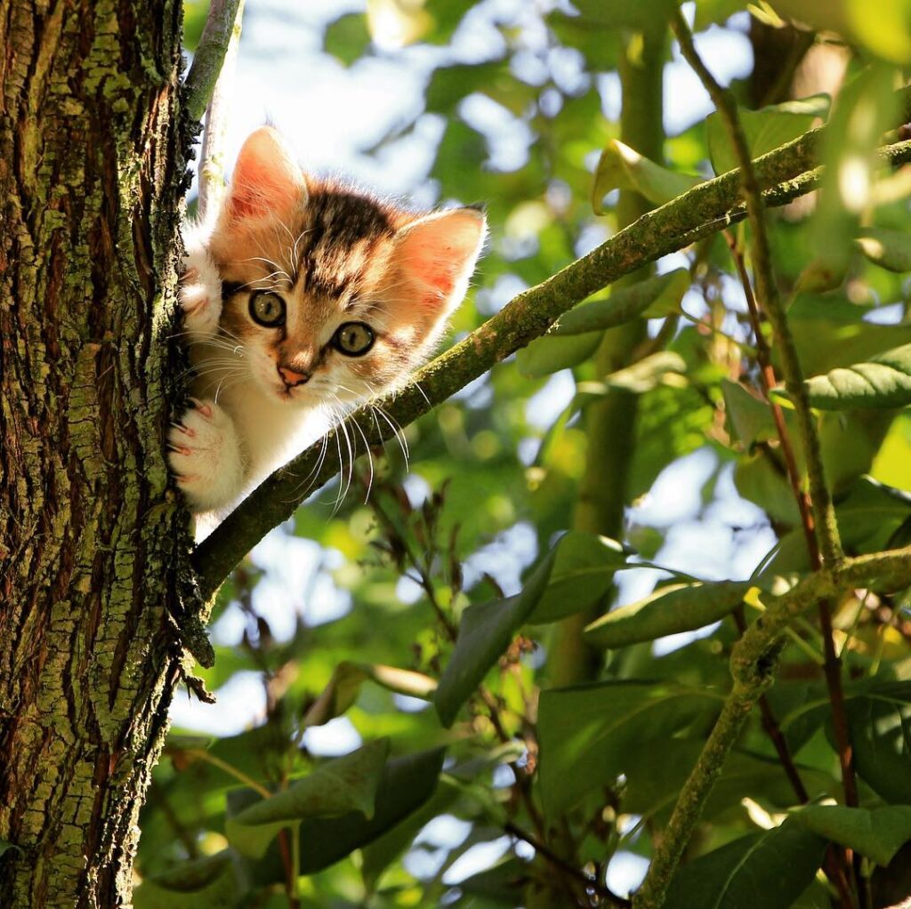 Saturdays are for hide and seek
