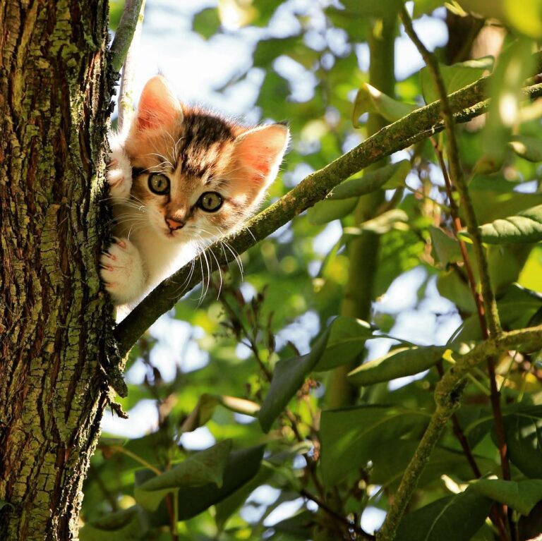 Saturdays are for hide and seek