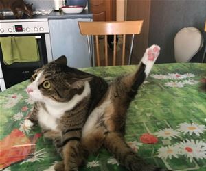 FunnyCatSite