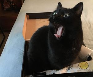 FunnyCatSite