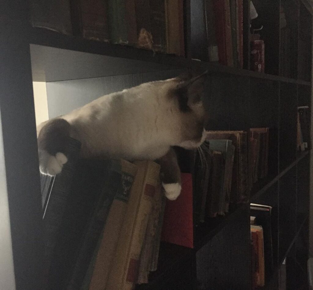 Shadow the cat, playing in the bookshelf.