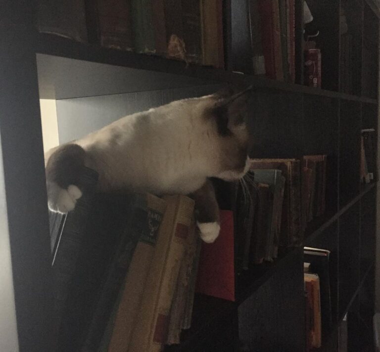 Shadow the cat, playing in the bookshelf.